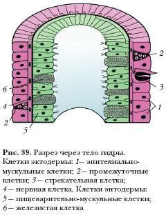Kraken https что это